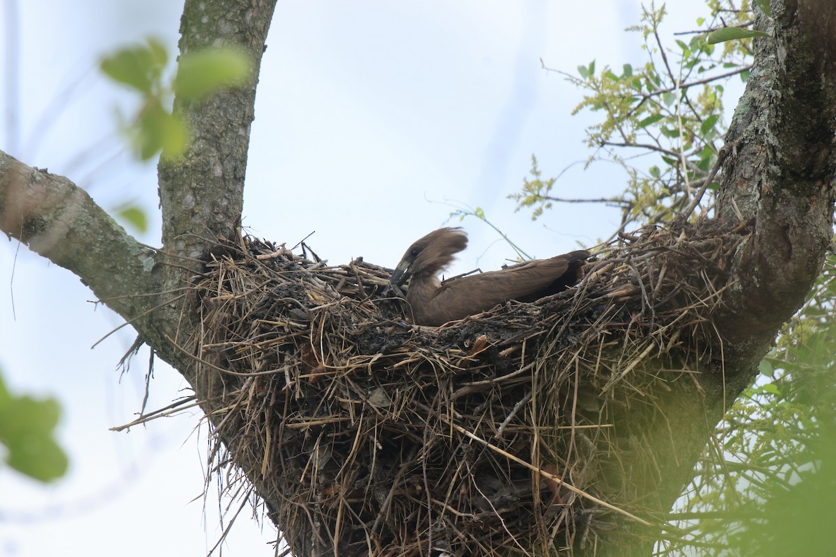 Hamerkop - ML645497420