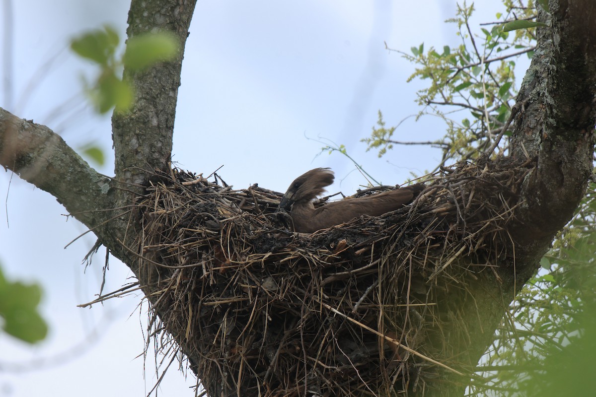 Hamerkop - ML645497421