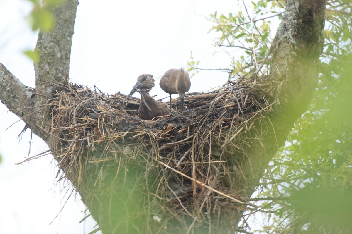 Hamerkop - ML645497422