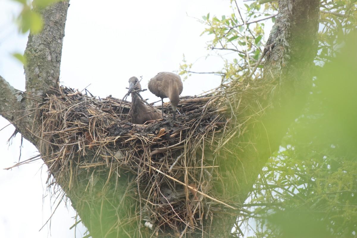 Hamerkop - ML645497423