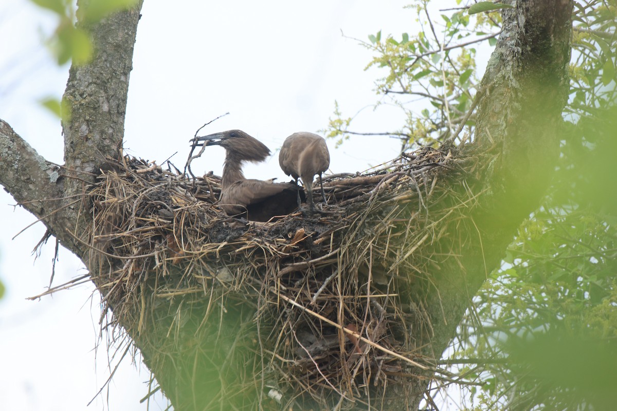 Hamerkop - ML645497424