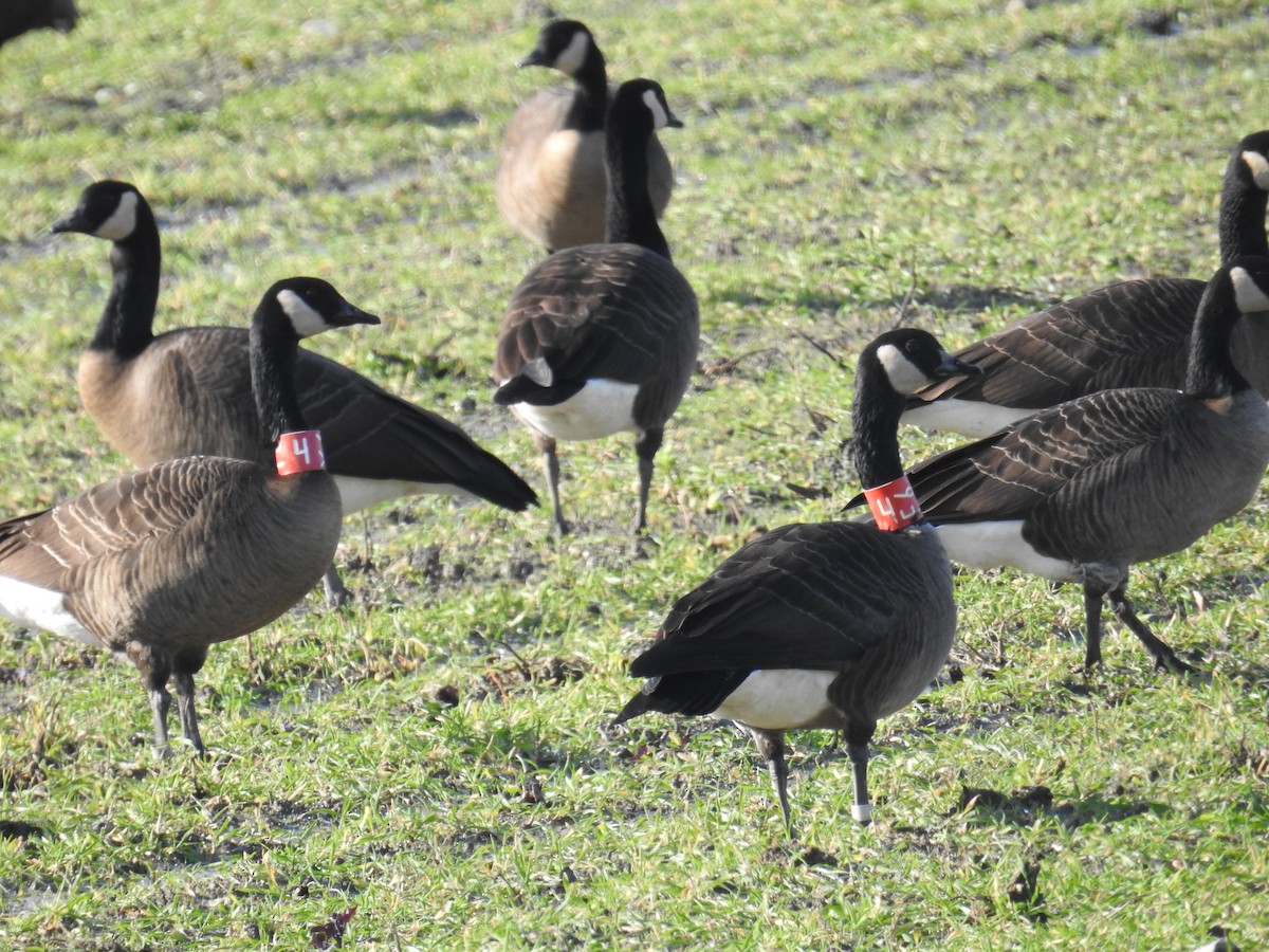 Canada Goose (occidentalis/fulva) - ML645497427