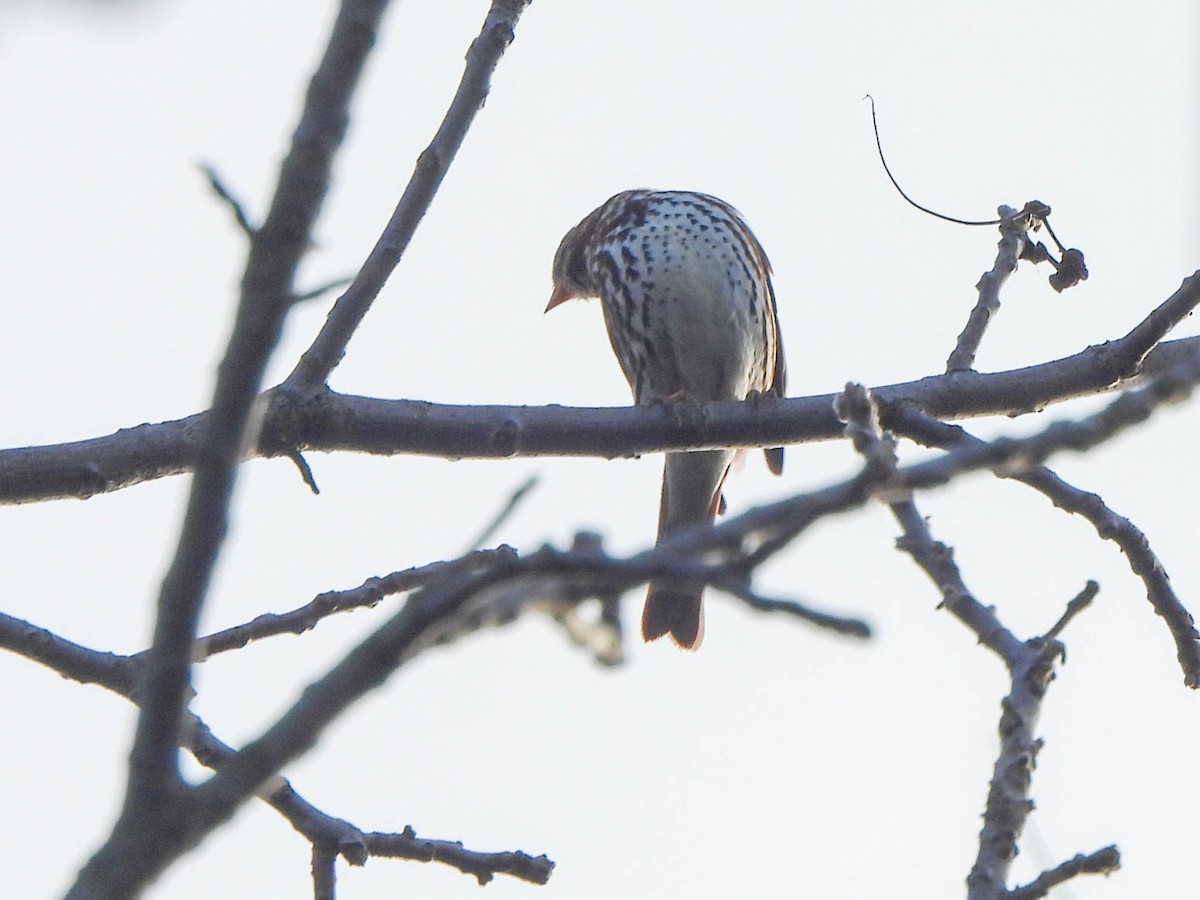 Fox Sparrow - ML645497432