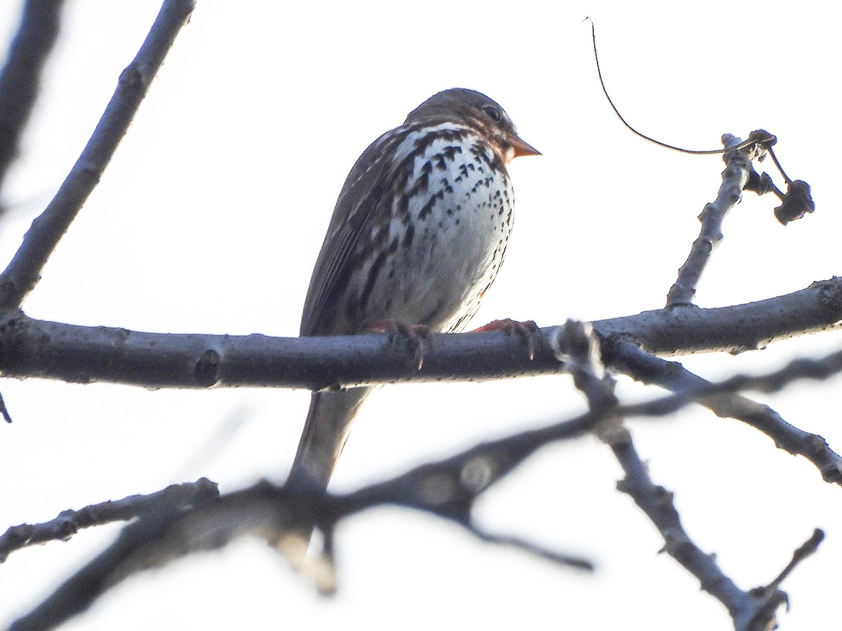 Fox Sparrow - ML645497433
