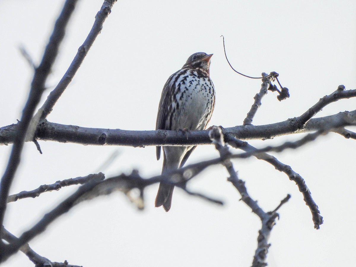 Fox Sparrow - ML645497434