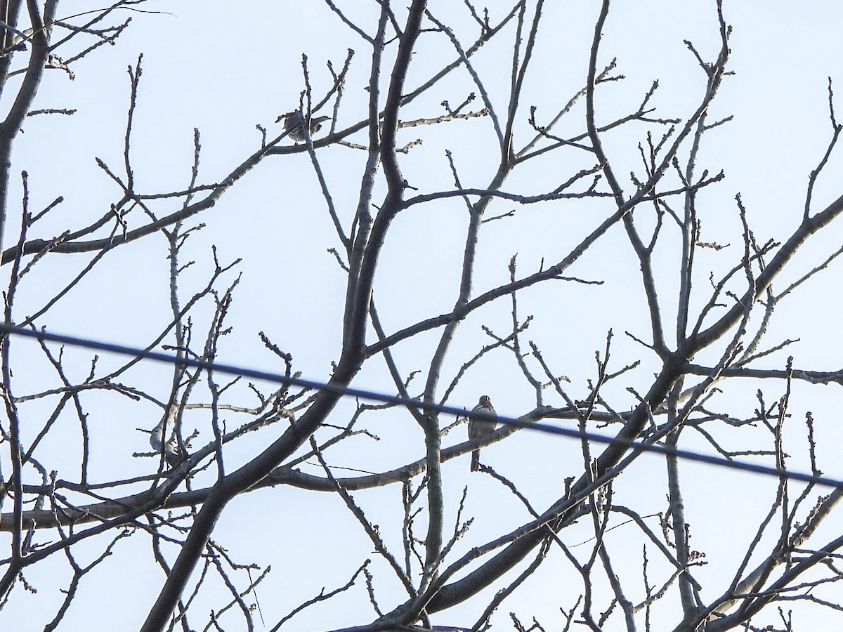 Fox Sparrow - ML645497435