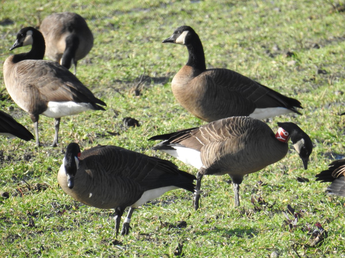 Canada Goose (occidentalis/fulva) - ML645497437