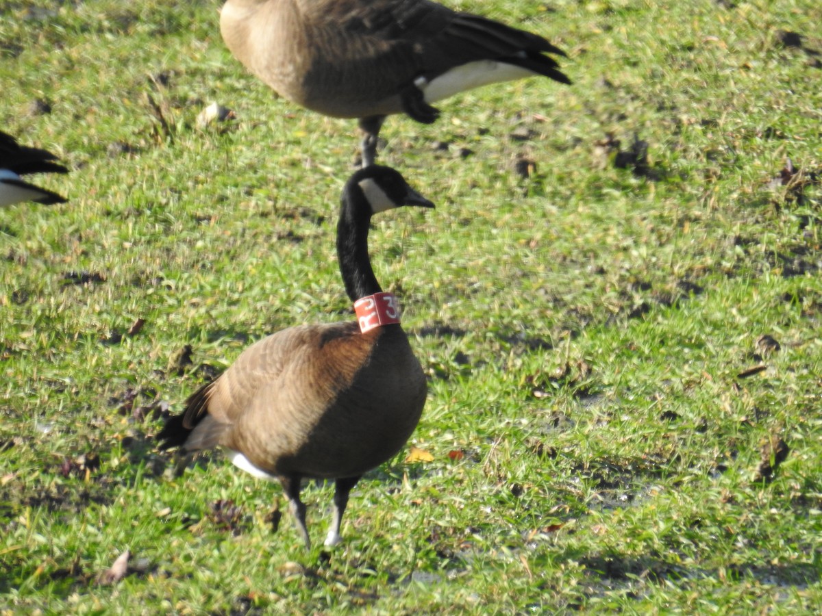 Canada Goose (occidentalis/fulva) - ML645497450