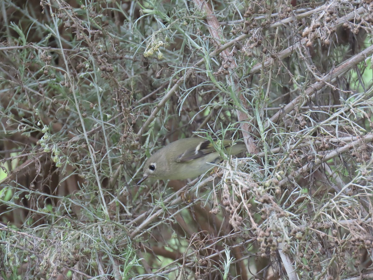 Ruby-crowned Kinglet - ML645497455