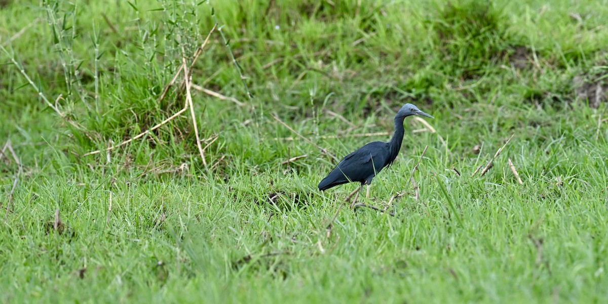 Braunkehlreiher - ML645497456