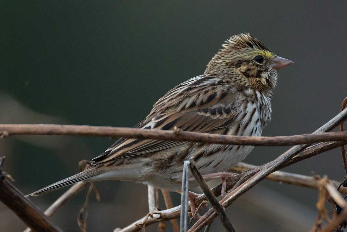 Savannah Sparrow - ML645497459