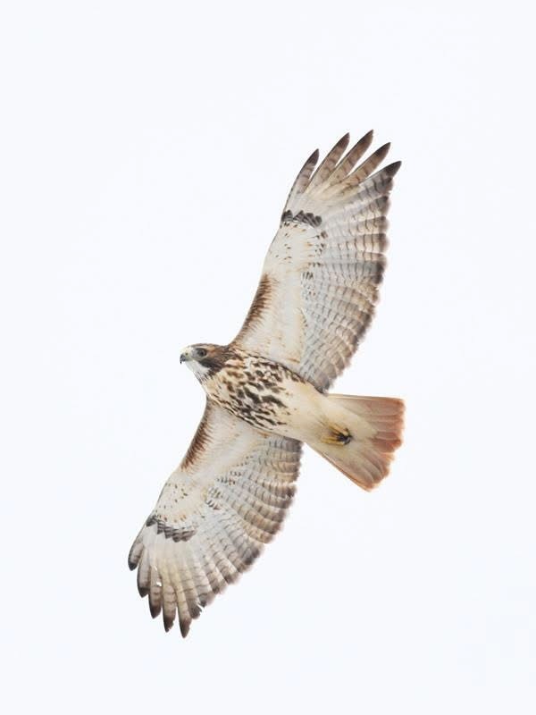 Red-tailed Hawk (abieticola) - ML645497472