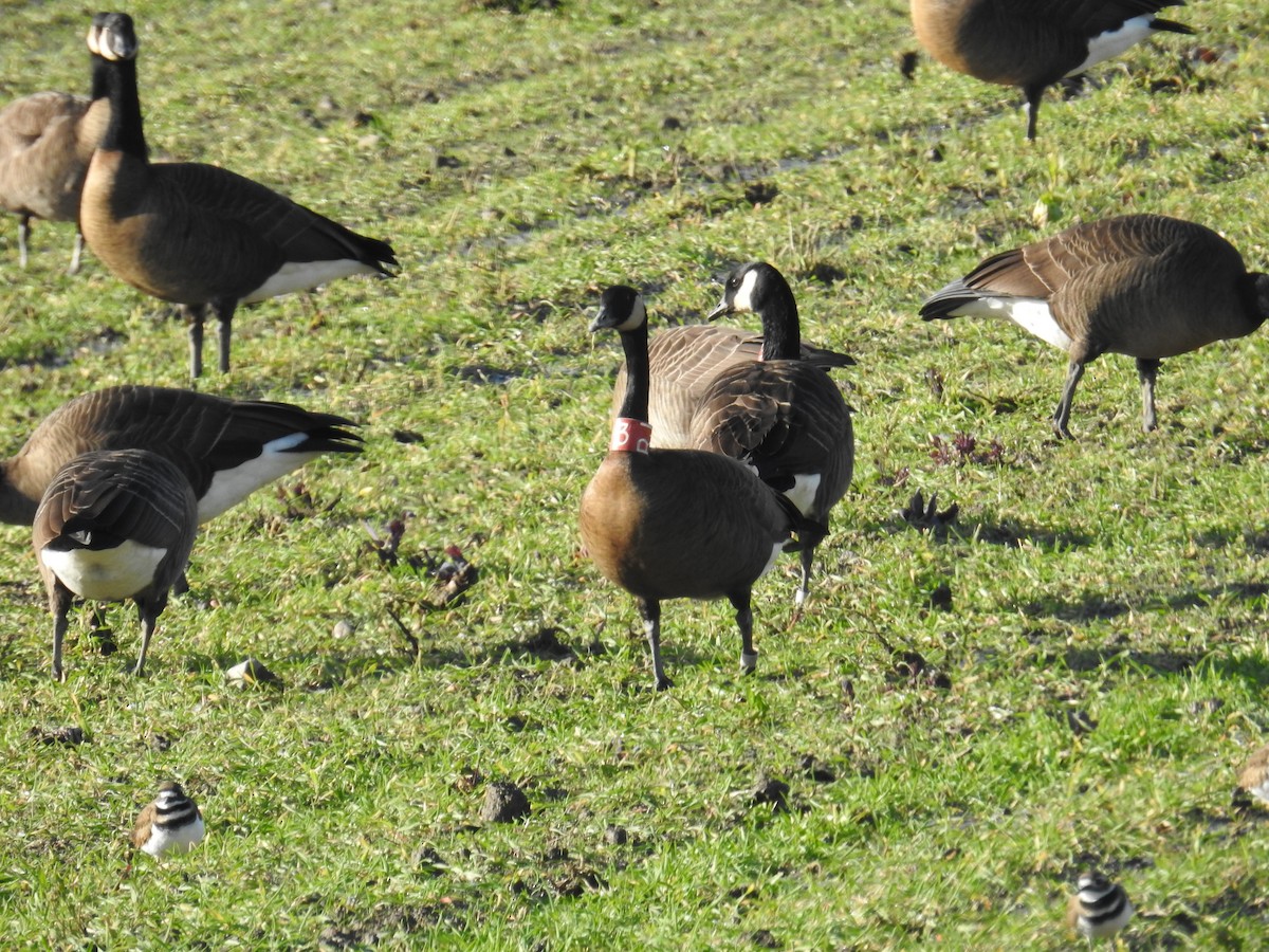 Canada Goose (occidentalis/fulva) - ML645497473