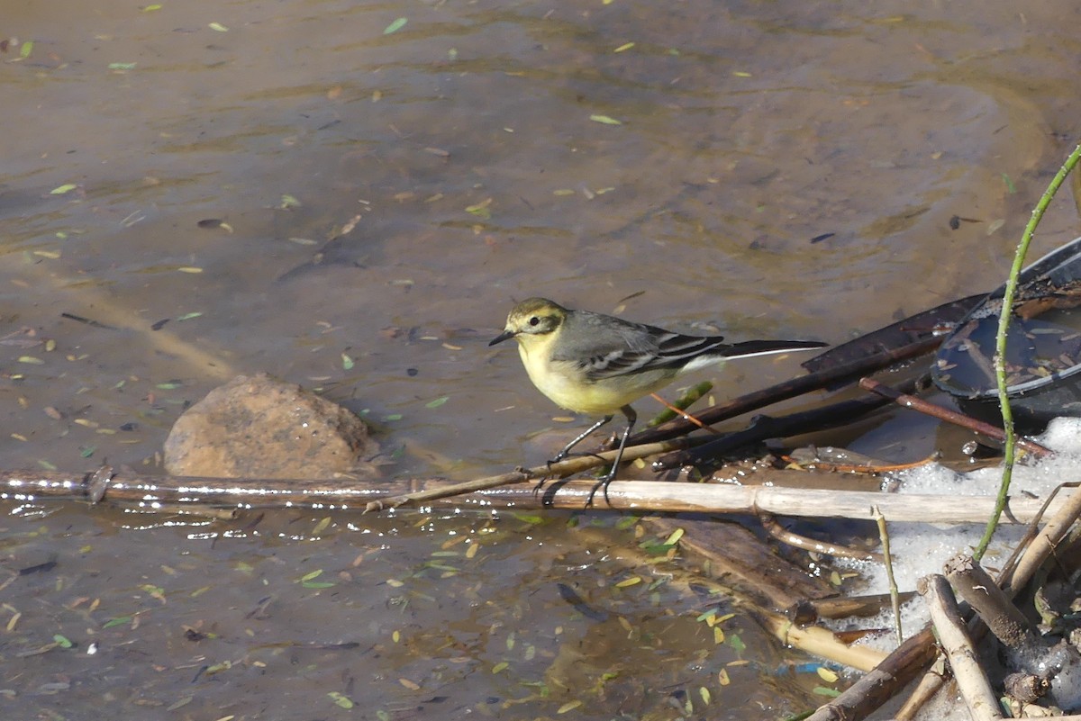 נחליאלי לימוני - ML645497479
