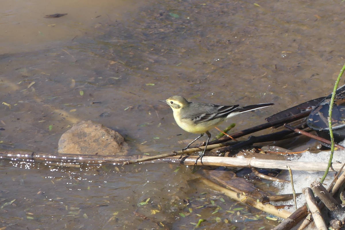נחליאלי לימוני - ML645497481