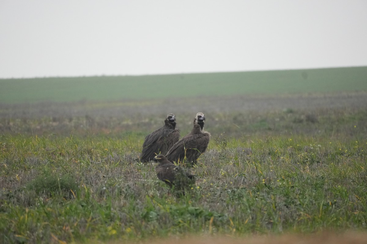 Sai beltza - ML645497482