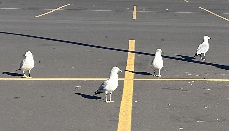 Ring-billed Gull - ML645497493