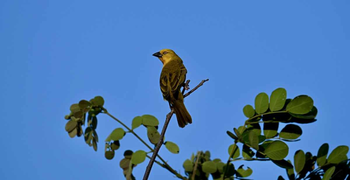 Holub's Golden-Weaver - ML645497496