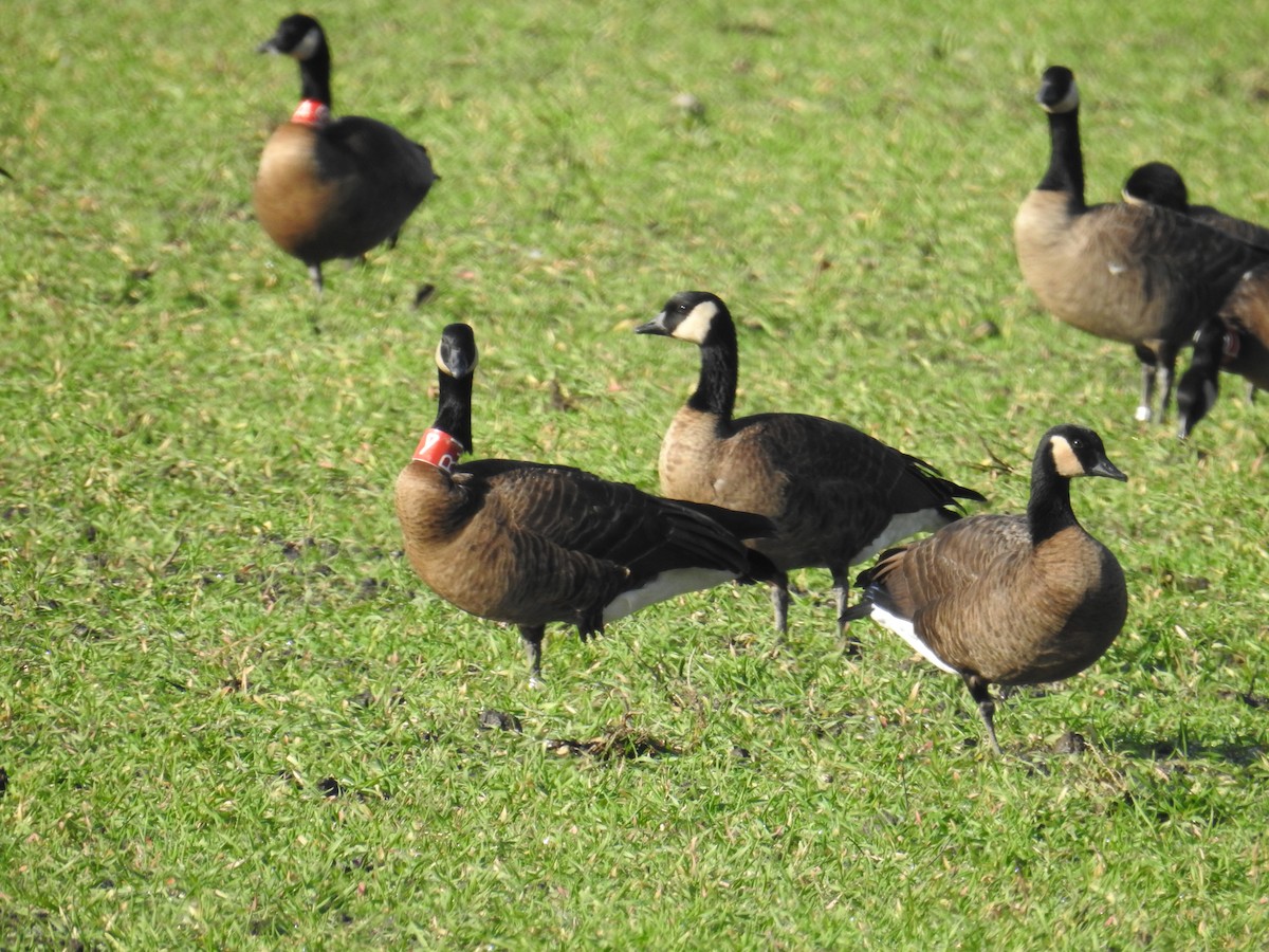 Canada Goose (occidentalis/fulva) - ML645497497