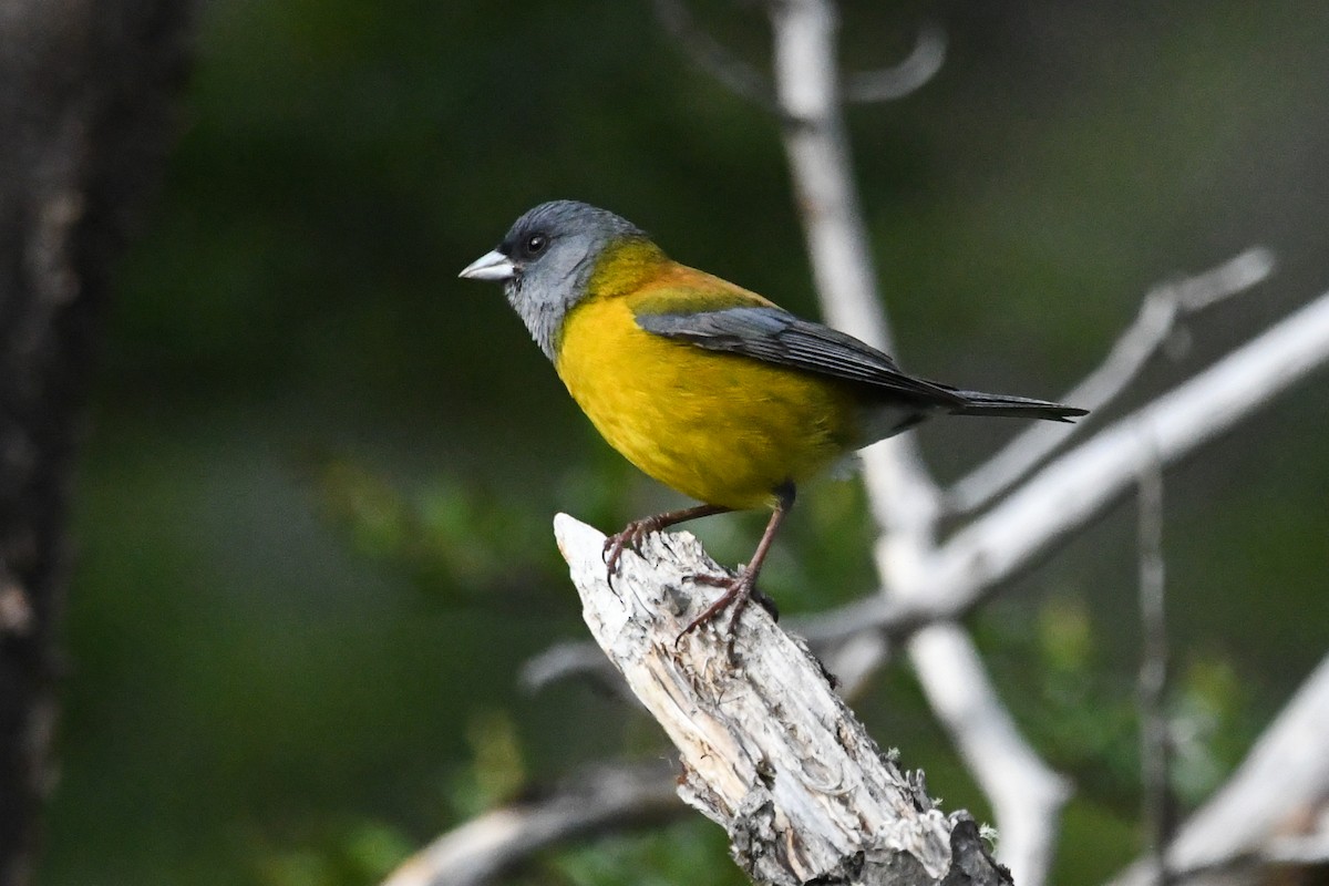Patagonian Sierra Finch - ML645497512