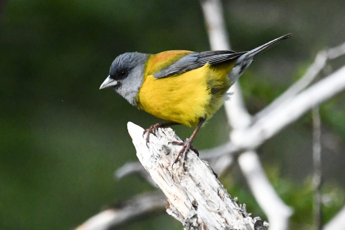 Patagonian Sierra Finch - ML645497513