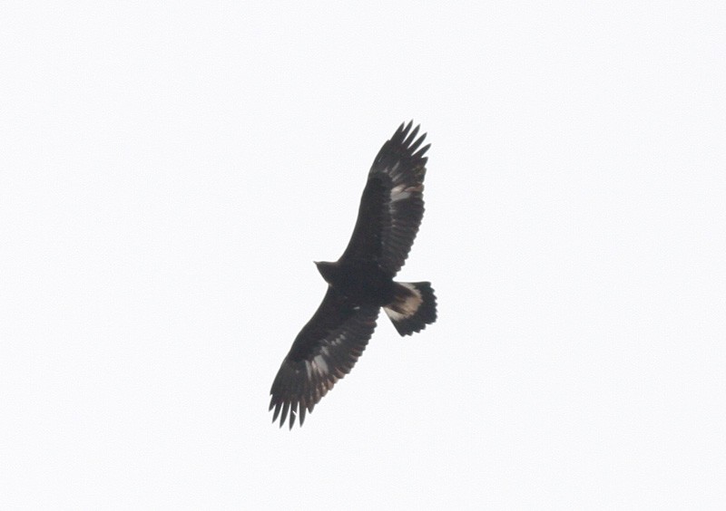 Golden Eagle - ML645497515