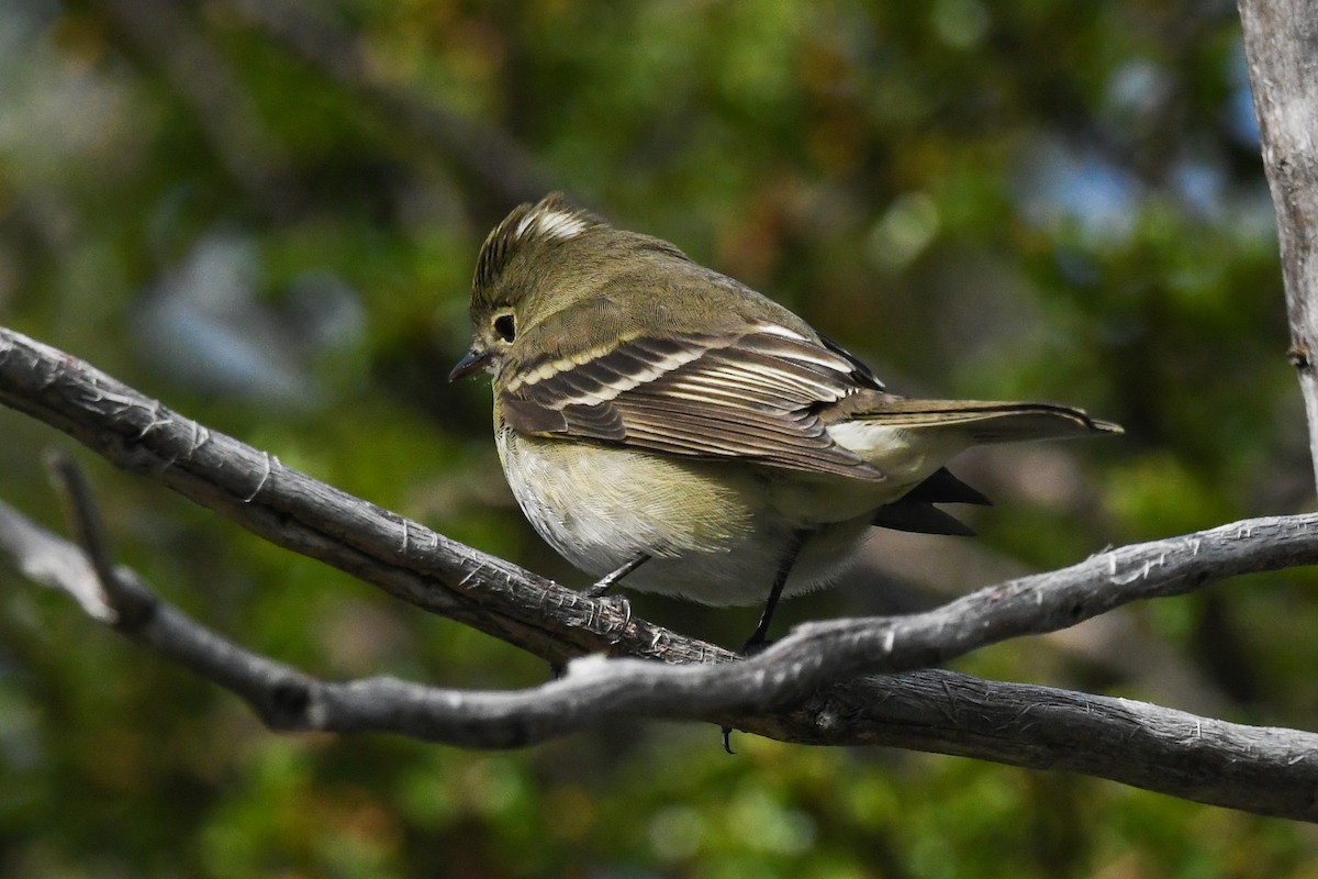 White-crested Elaenia - ML645497523
