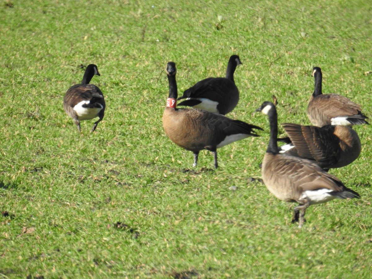 Canada Goose (occidentalis/fulva) - ML645497525