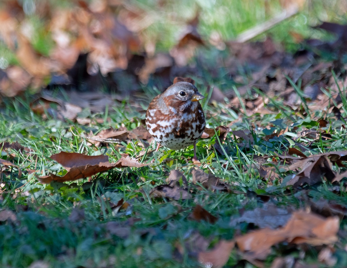 Fox Sparrow - ML645497538