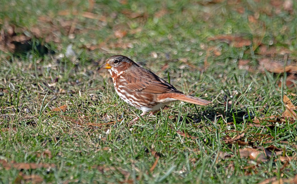 Fox Sparrow - ML645497540