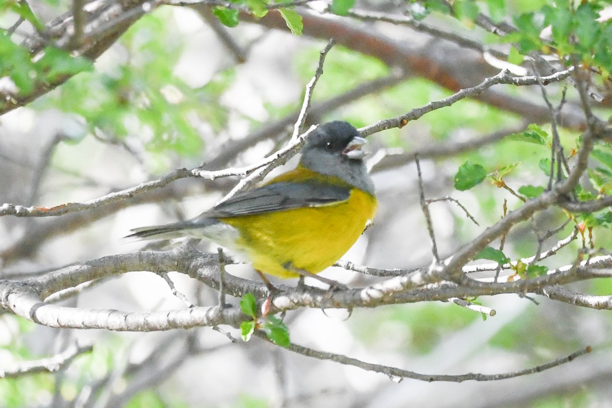 Patagonian Sierra Finch - ML645497542
