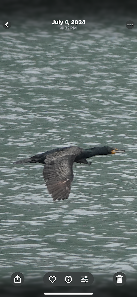 Cormoran à aigrettes - ML645497548