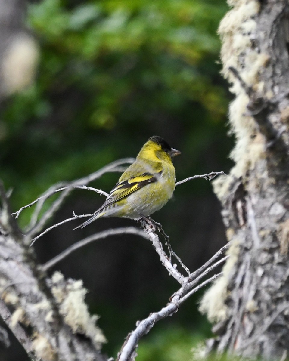 čížek vousatý - ML645497549