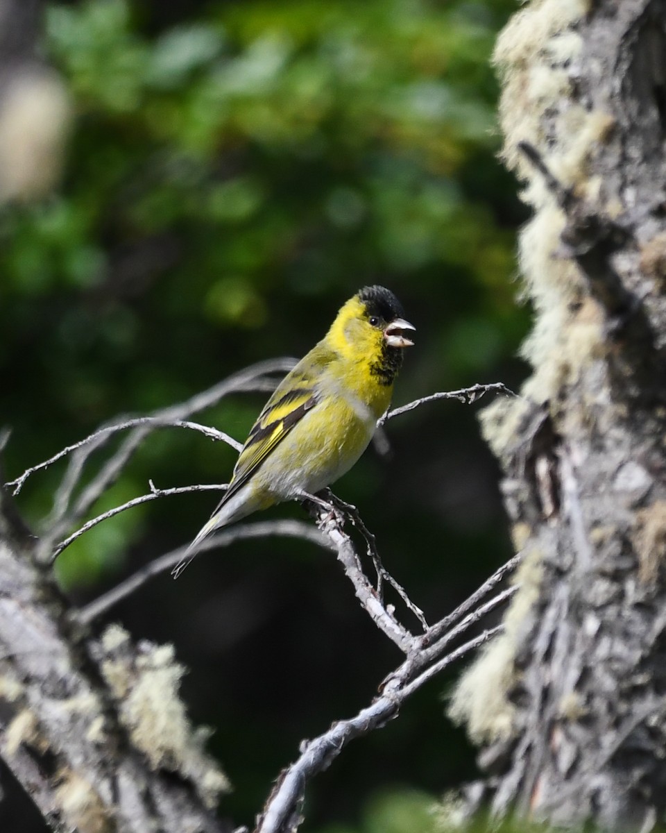 čížek vousatý - ML645497550