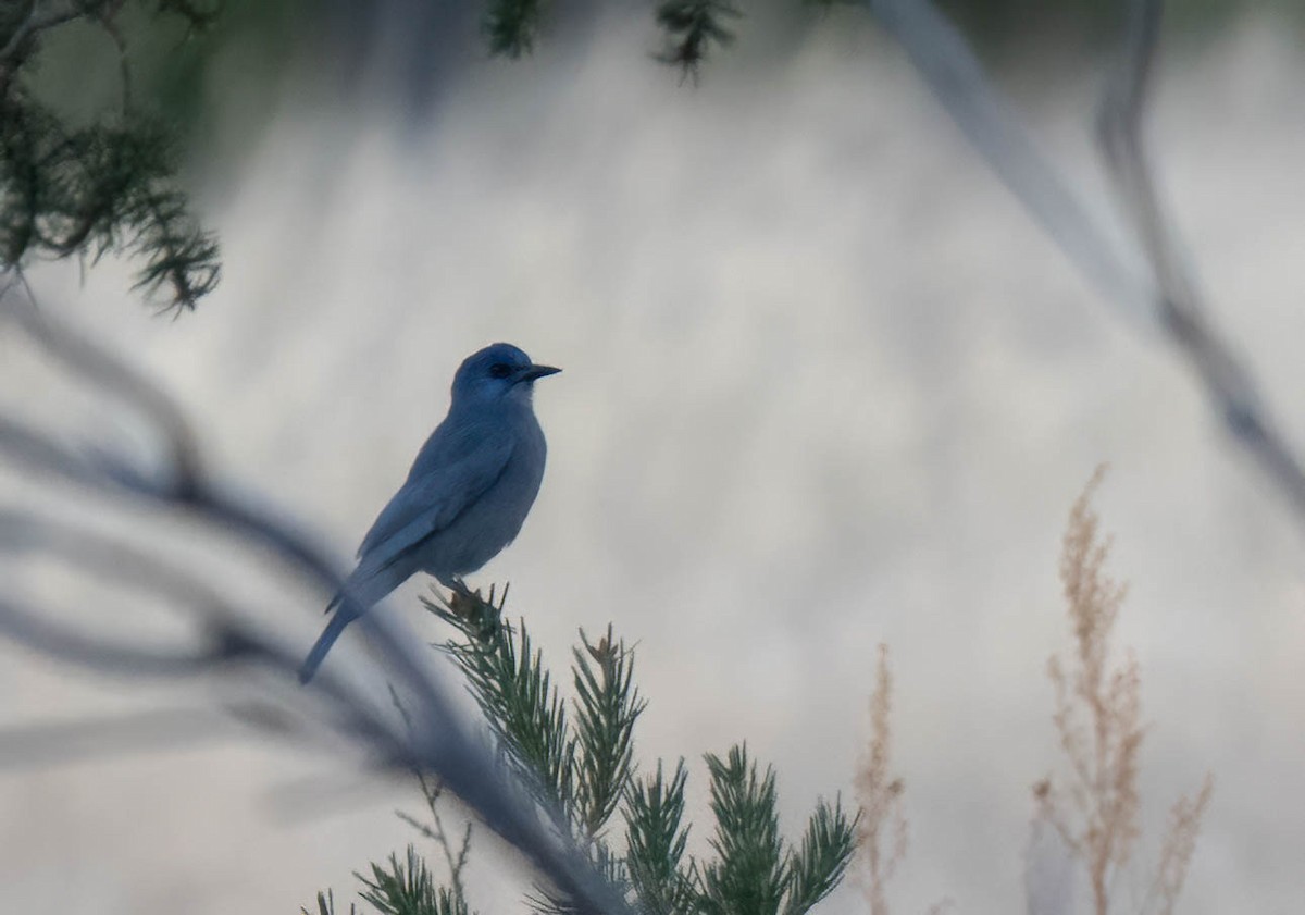 sojka modrá - ML645497555