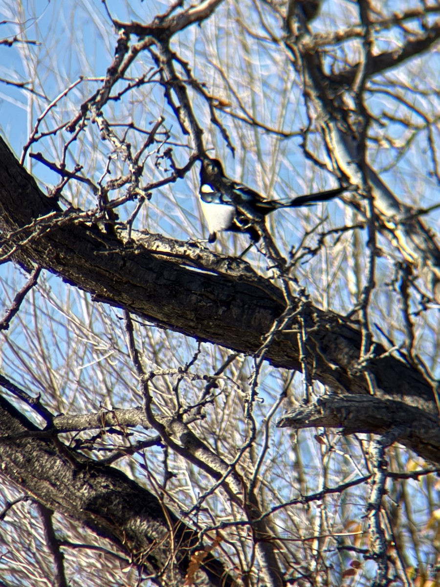 straka americká - ML645497558