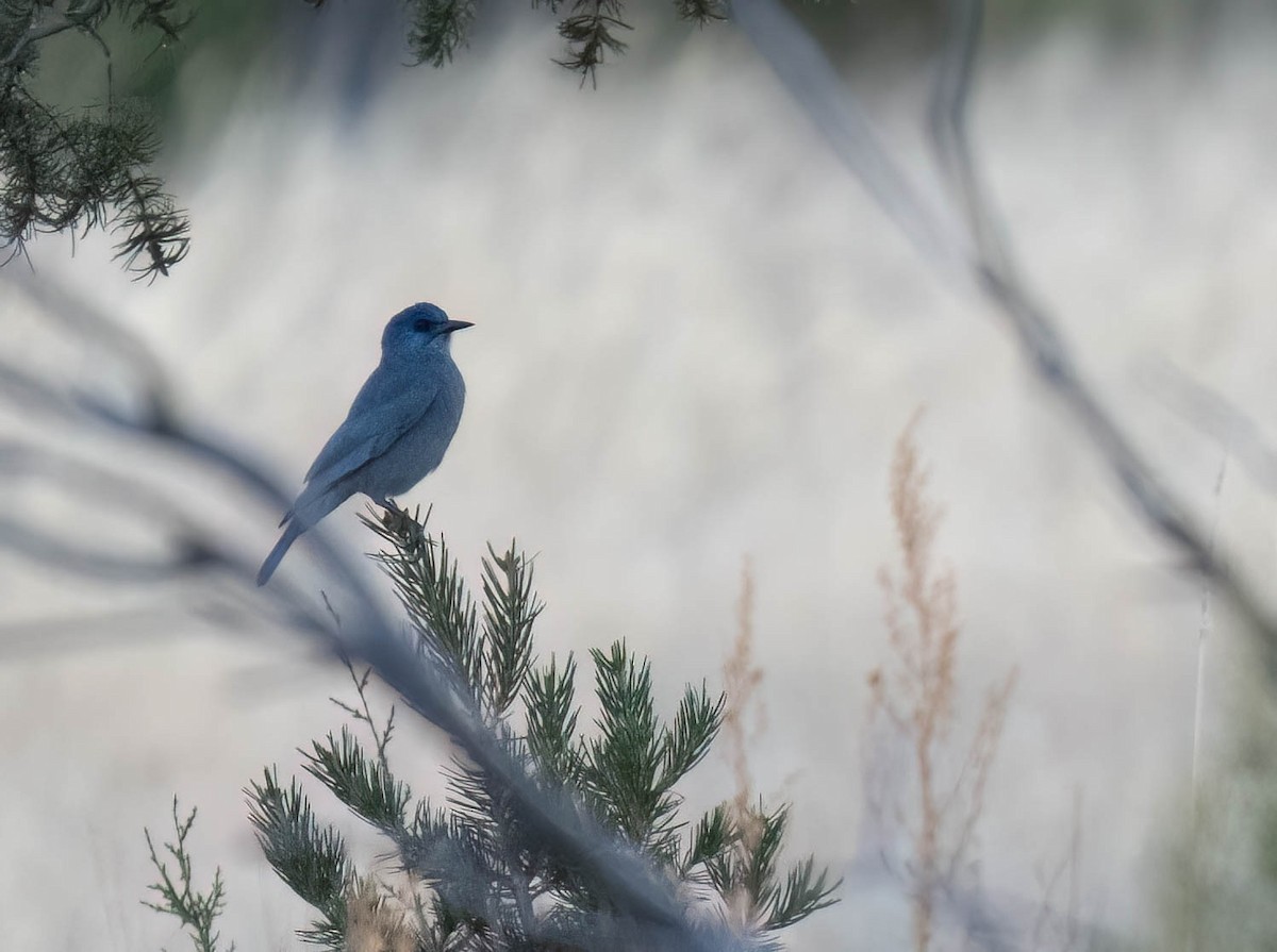 sojka modrá - ML645497561