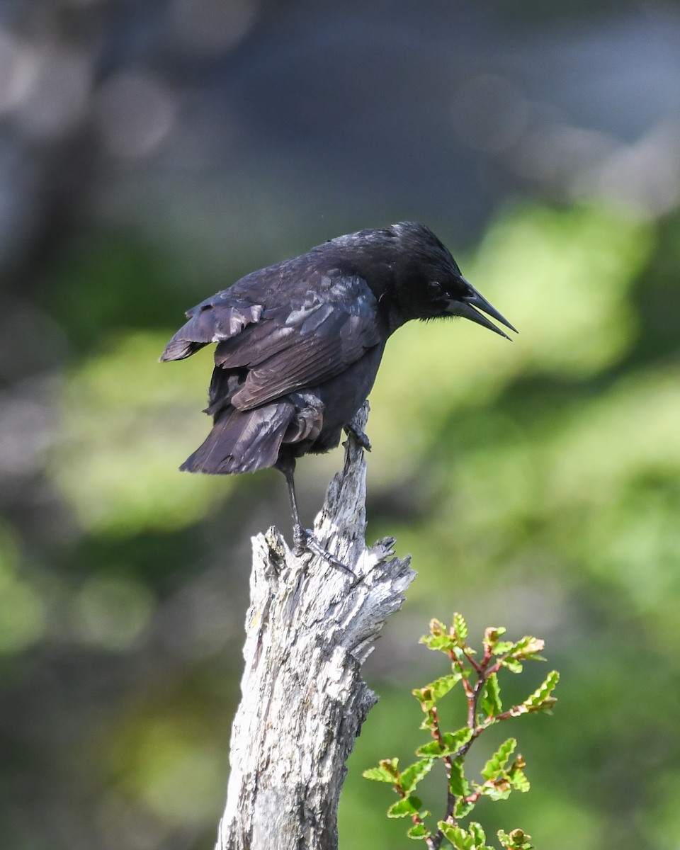 Austral Blackbird - ML645497562