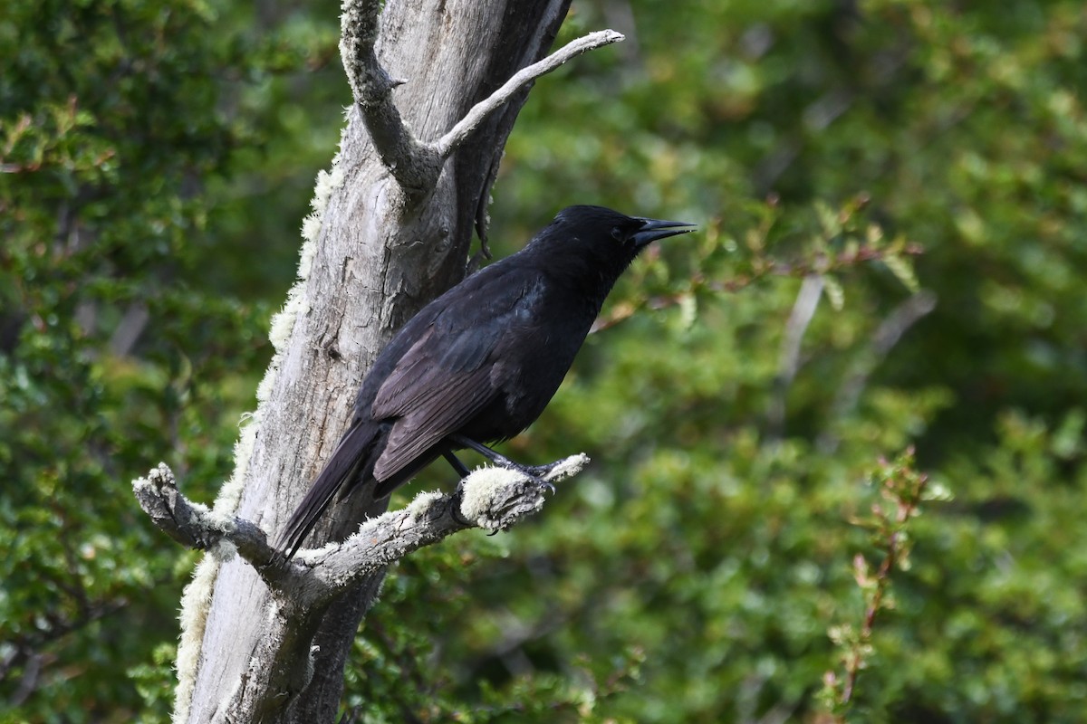 Austral Blackbird - ML645497563