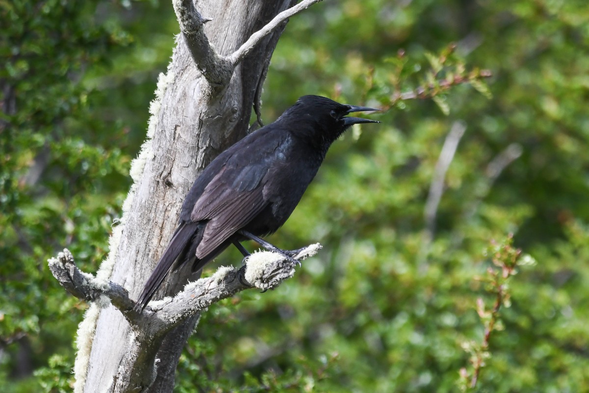 Austral Blackbird - ML645497564