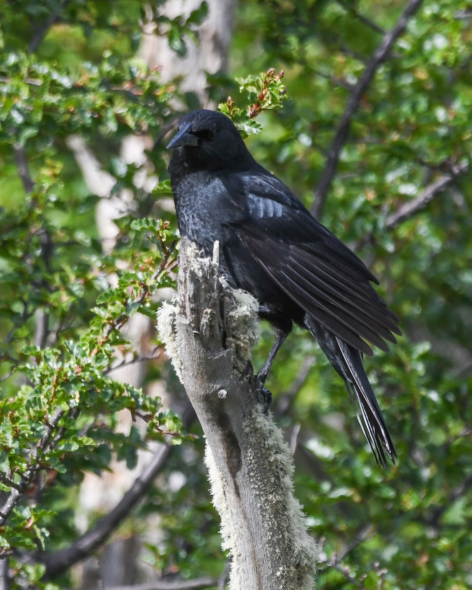 Austral Blackbird - ML645497565