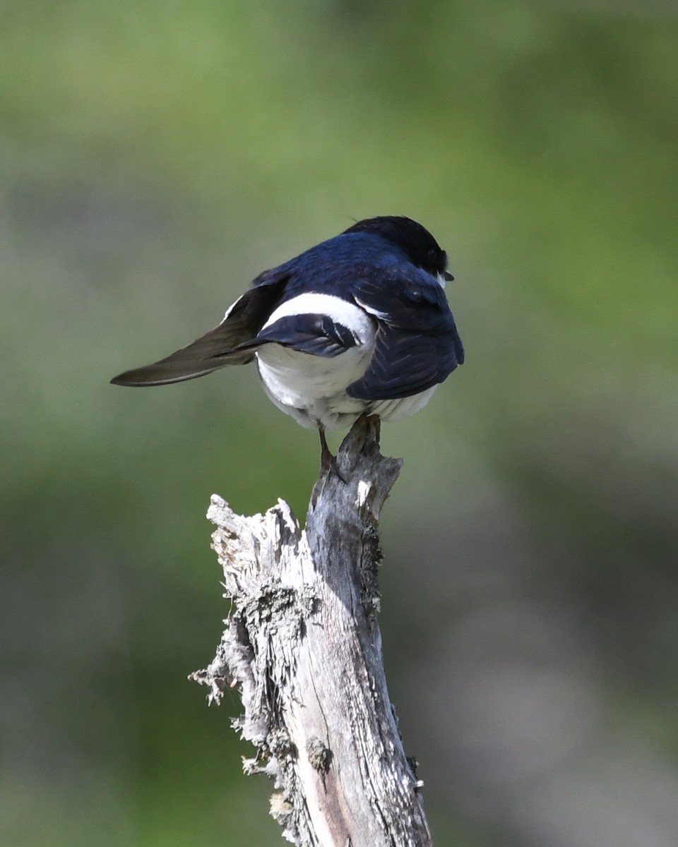 Chilean Swallow - ML645497566
