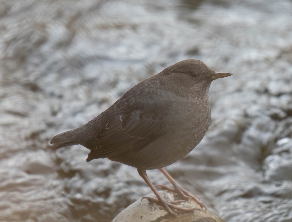 Ur-zozo iparramerikarra - ML645497578