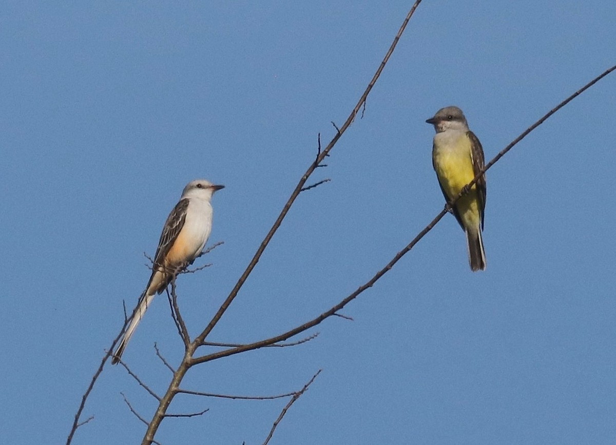 Western Kingbird - ML645497579