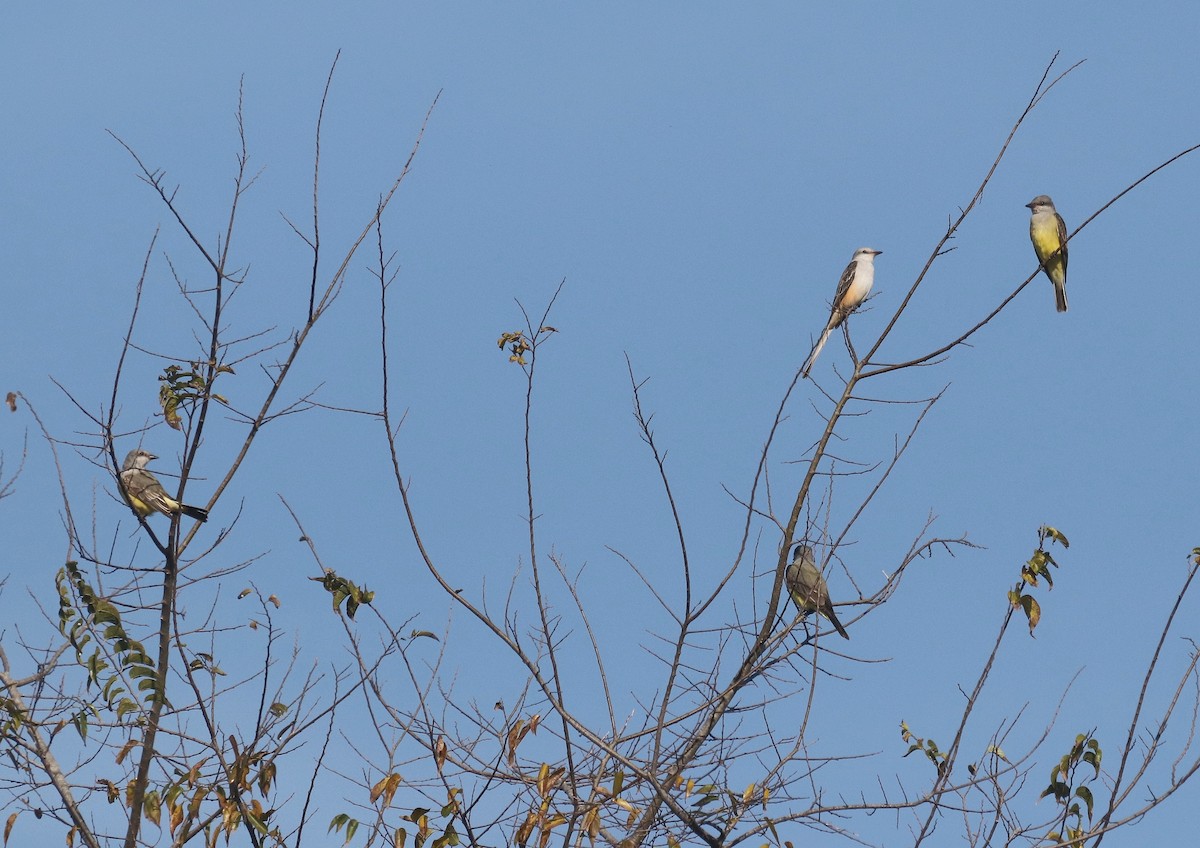 Western Kingbird - ML645497580