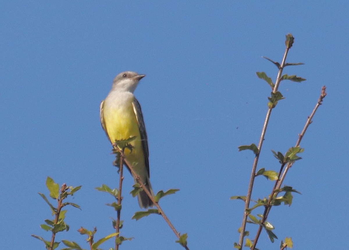 Western Kingbird - ML645497581