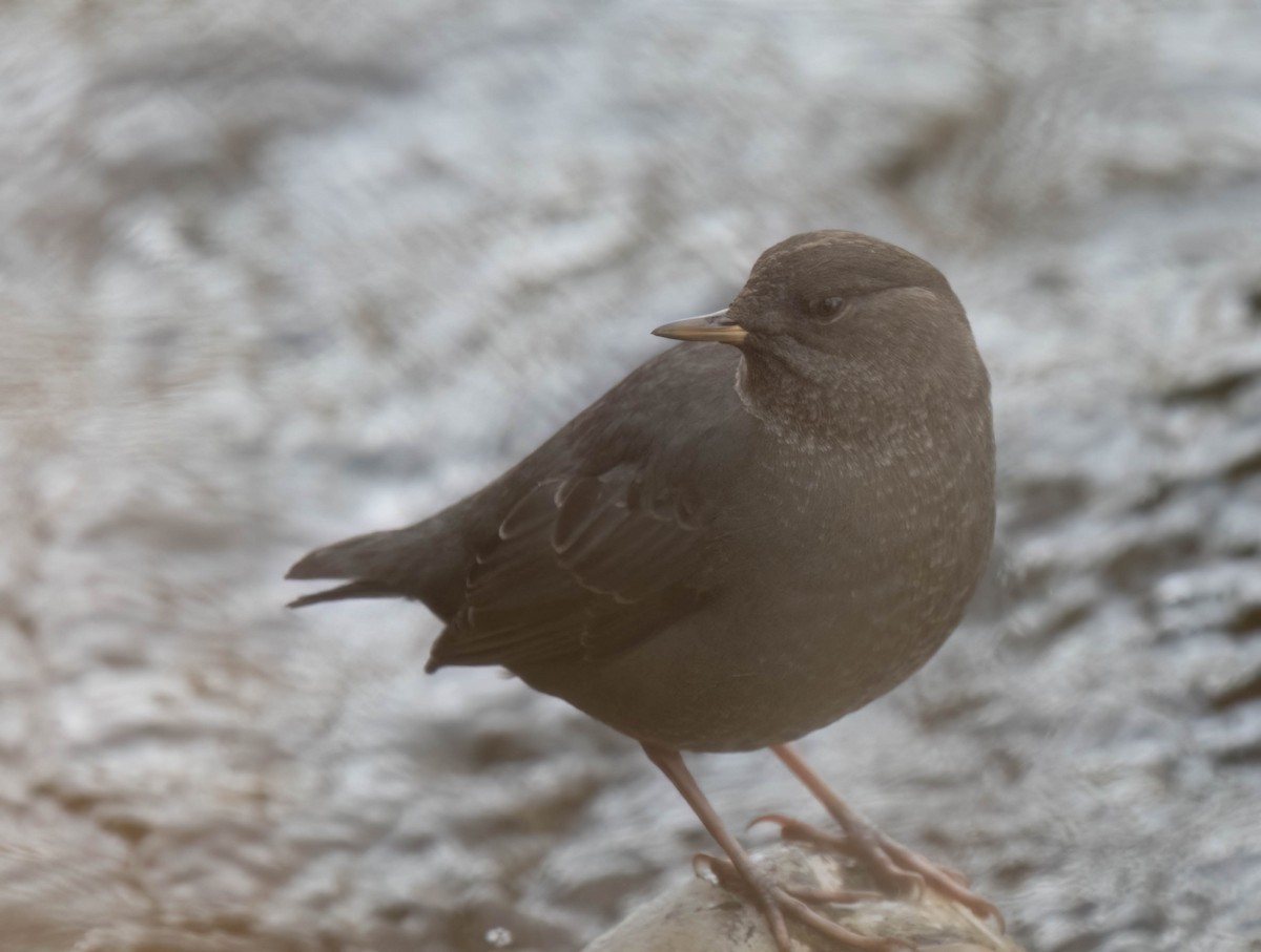 Ur-zozo iparramerikarra - ML645497584