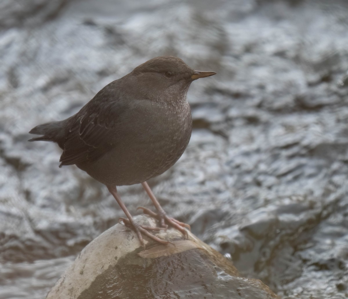 Ur-zozo iparramerikarra - ML645497586