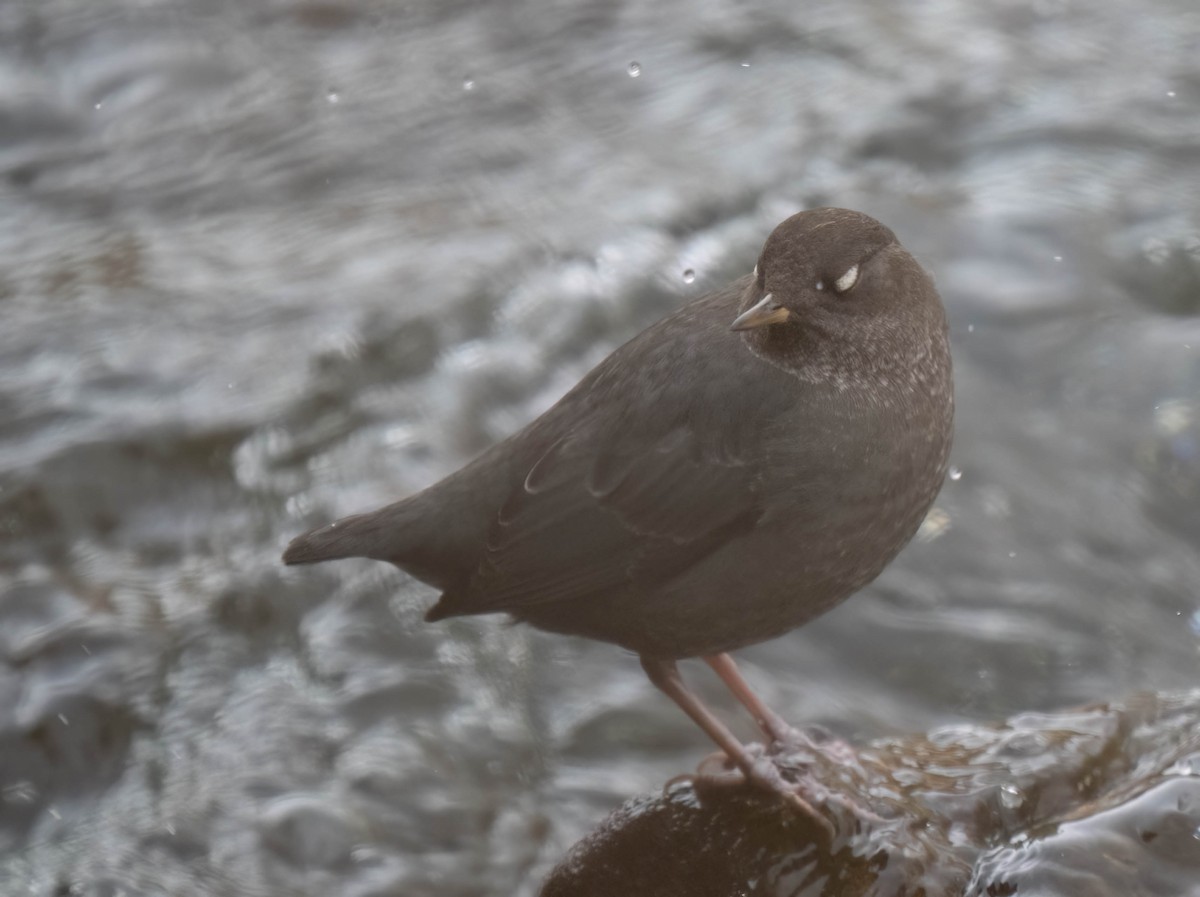 Ur-zozo iparramerikarra - ML645497588