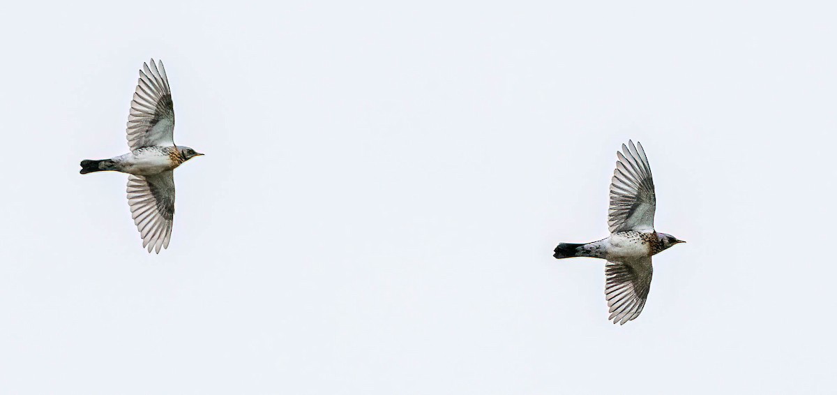 Fieldfare - ML645497591